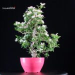 Crataegus Cuneata - Biancospino