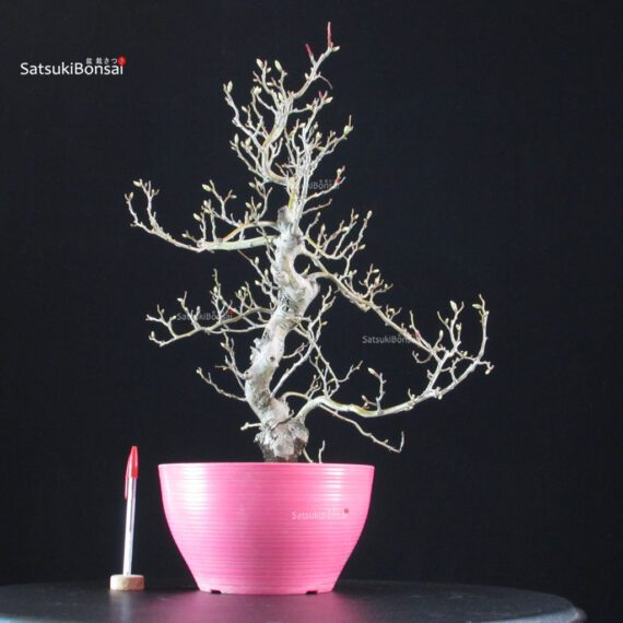 Crataegus Cuneata - Biancospino - immagine 2