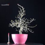 Crataegus Cuneata - Biancospino - immagine 2