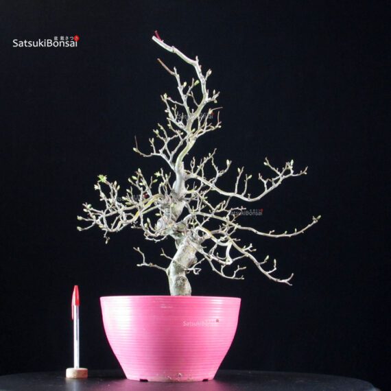 Crataegus Cuneata - Biancospino - immagine 2