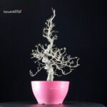 Crataegus Cuneata - Biancospino - immagine 3