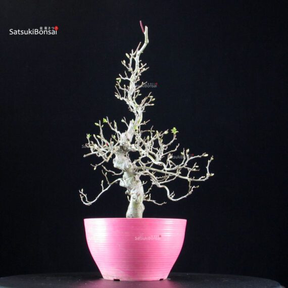 Crataegus Cuneata - Biancospino - immagine 3