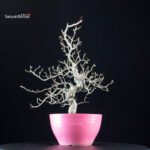 Crataegus Cuneata - Biancospino - immagine 4