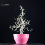 Crataegus Cuneata - Biancospino - immagine 5