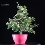 Crataegus Cuneata - Biancospino