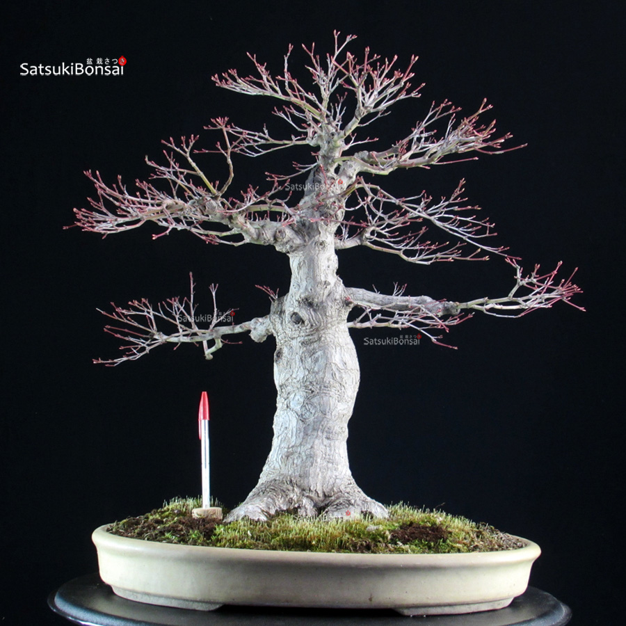 6130_1-Acer-palmatum Acero palmato Yamamomiji - immagine 1