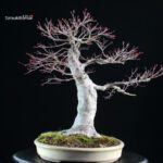 Acero palmato Yamamomiji - immagine 3