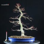 Acero palmato Benichidori - immagine 5