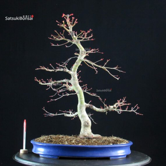 Acero palmato Benichidori - immagine 5