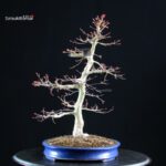 Acero palmato Benichidori - immagine 6