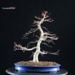 Acero palmato Benichidori - immagine 7