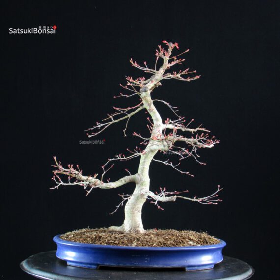 Acero palmato Benichidori - immagine 7