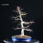 Acero palmato Benichidori - immagine 8