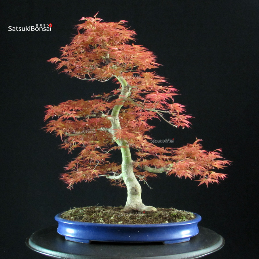 6131_6-Acer palmatum benichidori Acero palmato Benichidori - immagine 1