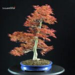 Acero palmato Benichidori - immagine 2