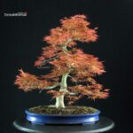 Acero palmato Benichidori - immagine 3