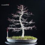 Acero palmato Deshojo - immagine 5