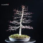 Acero palmato Deshojo - immagine 6