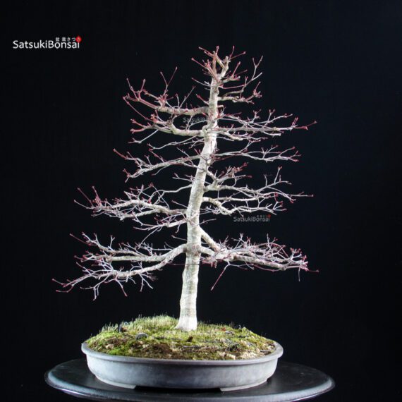 Acero palmato Deshojo - immagine 6
