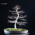 Acero palmato Deshojo - immagine 7