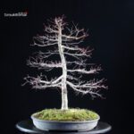 Acero palmato Deshojo - immagine 8
