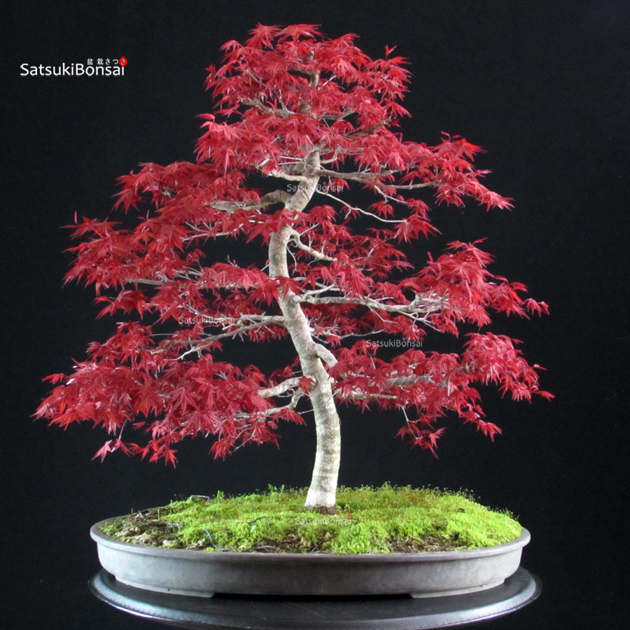 6132_6-Acer palmatum deshojo Acero palmato Deshojo - immagine 1