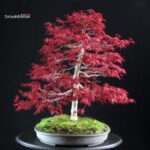 Acero palmato Deshojo - immagine 2