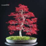Acero palmato Deshojo - immagine 3