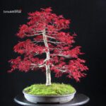 Acero palmato Deshojo - immagine 4