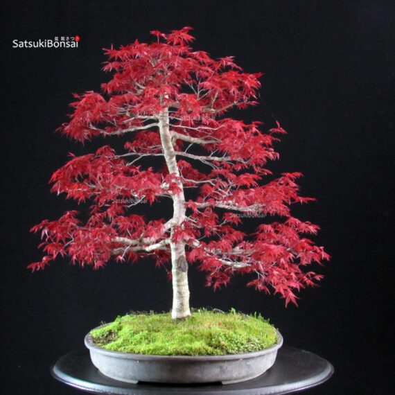Acero palmato Deshojo - immagine 4