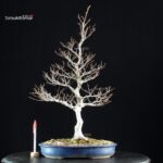 Fagus Crenata - Faggio - Buna - immagine 5