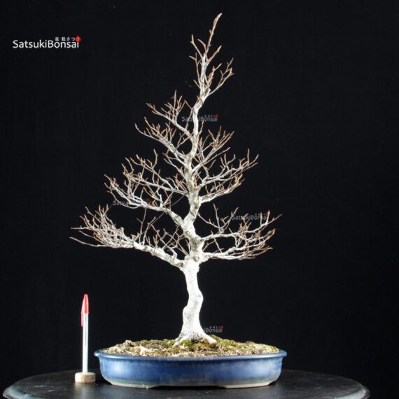 Fagus Crenata - Faggio - Buna - immagine 5