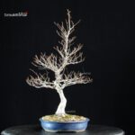 Fagus Crenata - Faggio - Buna - immagine 6