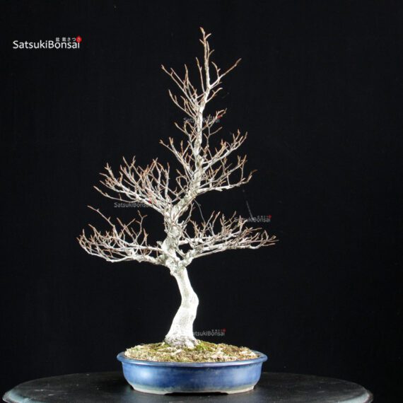 Fagus Crenata - Faggio - Buna - immagine 6