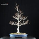 Fagus Crenata - Faggio - Buna - immagine 8