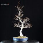 Fagus Crenata - Faggio - Buna - immagine 7