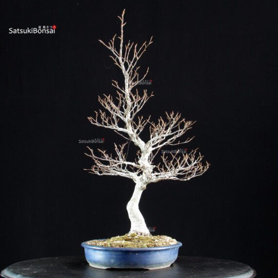 Fagus Crenata - Faggio - Buna - immagine 7