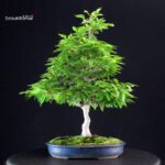 Fagus Crenata - Faggio - Buna