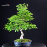 Fagus Crenata - Faggio - Buna - immagine 2