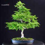 Fagus Crenata - Faggio - Buna - immagine 3