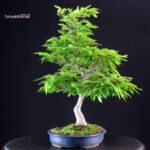 Fagus Crenata - Faggio - Buna - immagine 4