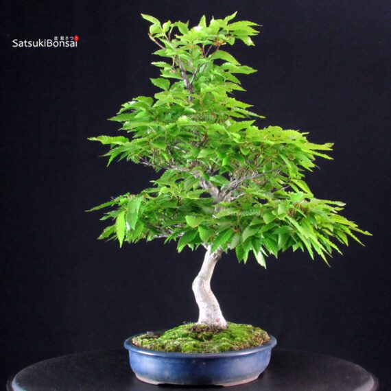 Fagus Crenata - Faggio - Buna - immagine 4