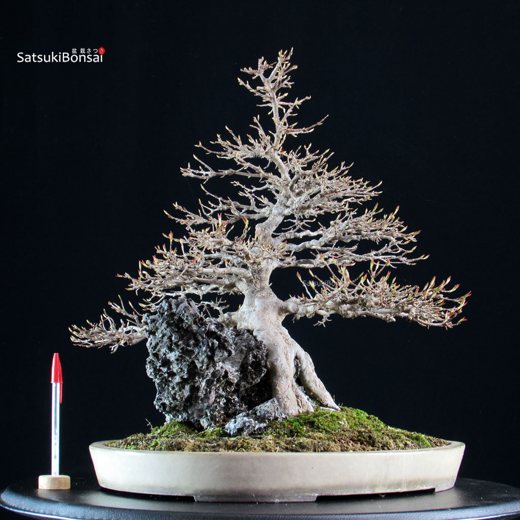 6136_1-Acer-buergerianum-kaede Acer Buergerianum su roccia - Kaede - immagine 1