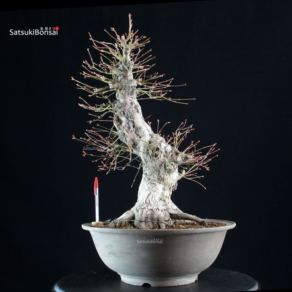 6137_1-Acer-palmatum-yamamomiji Acero palmato Yamamomiji - immagine 1