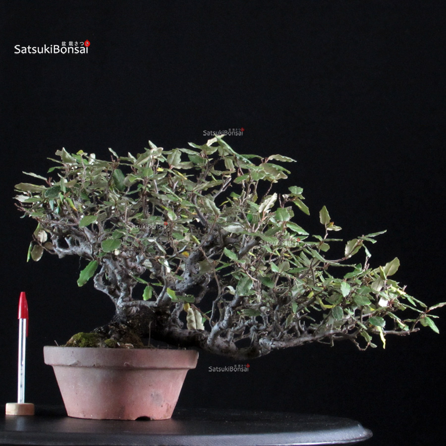6166_1-Eleagnus pungens Gumi Eleagnus - Kan Gumi - immagine 1