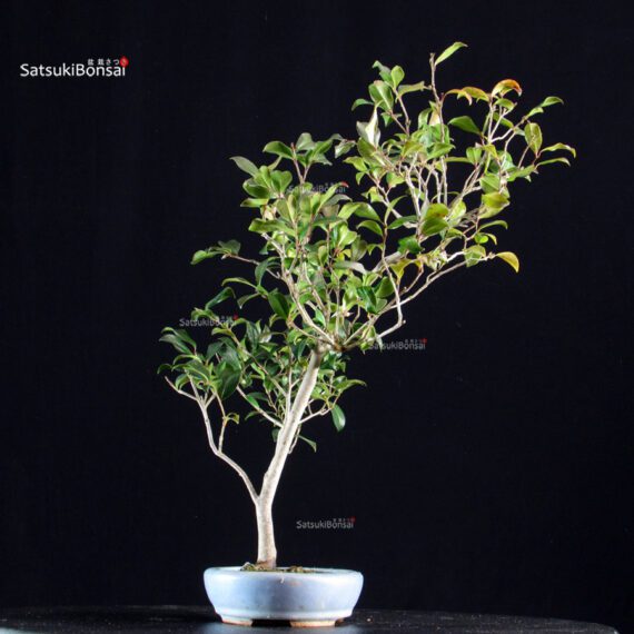 Camellia Japonica Kantsubaki - immagine 2