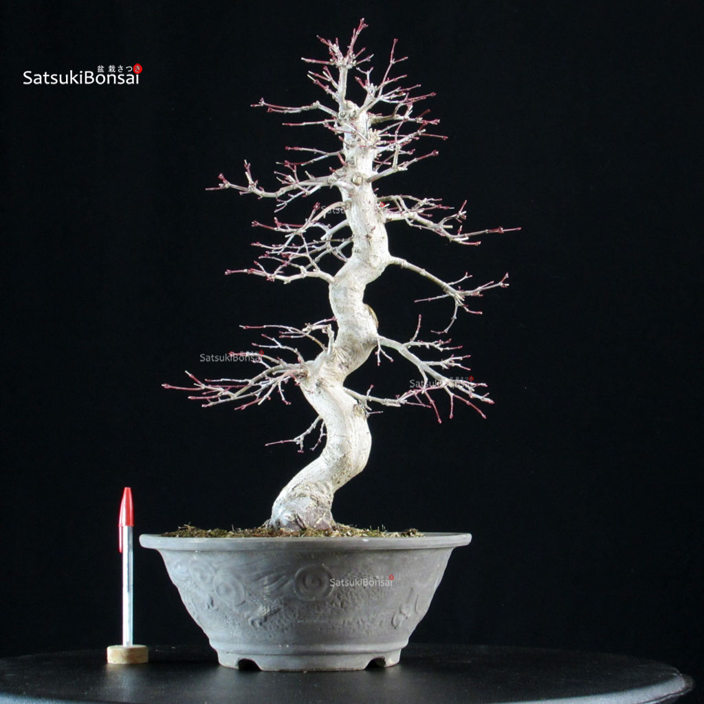 6221_1-Acer-palmatum-yamamomiji Acero palmato Yamamomiji - immagine 1