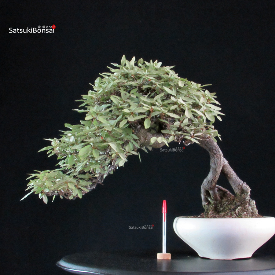 6235_1-Eleganus pungens kangumi Eleagnus - Kan Gumi - immagine 1