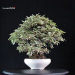 Eleagnus - Kan Gumi - immagine 4