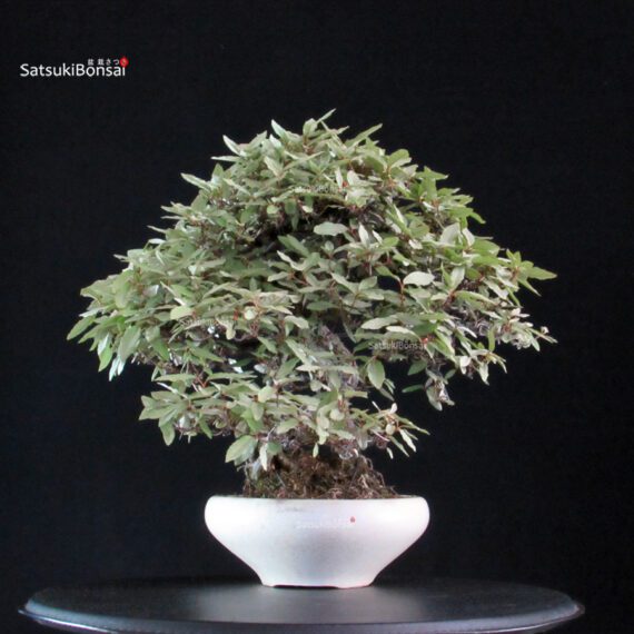 Eleagnus - Kan Gumi - immagine 4